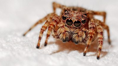 Lorem ipsum gibi yapay metinler yerine, gerçek anlam taşıyan bu